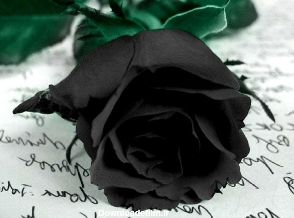 نماد گل رز سیاه | بلاگ گلیتال