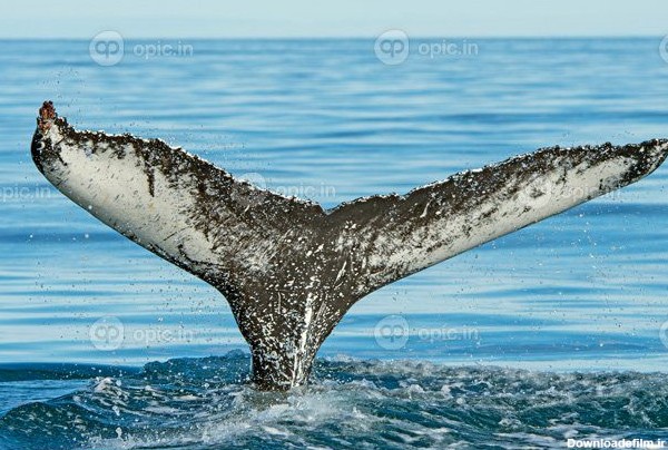 دانلود عکس نهنگ گوژپشت متمایز در راه خود به اقیانوس | اوپیک