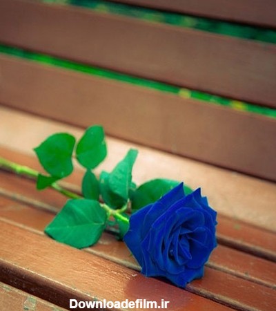 عکس گل رز آبی؛ ۳۳ عکس جذاب و زیبا برای پروفایل | ستاره