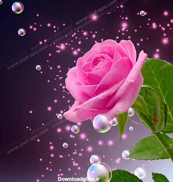 عکس با کیفیت تبلیغاتی حباب های کوچک و بزرگ در اطراف گل رز - لایه ...