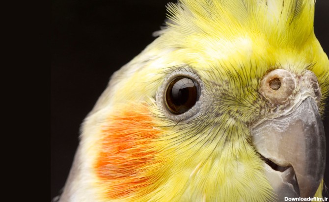 چرا این پرنده زیبای زینتی عروس هلندی نام گرفت + تصاویر