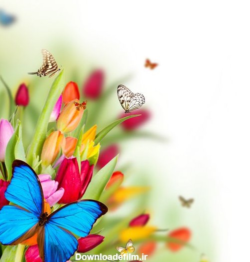 گل بهار زیبا با پروانه ها 1085233