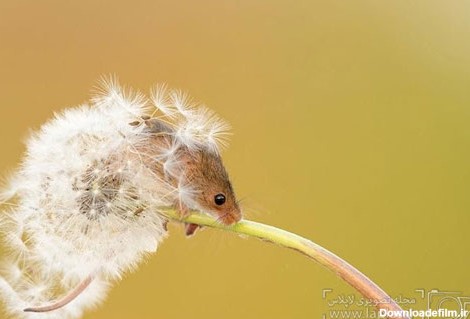 موش های وحشی زیبا و کوچک (عکس)