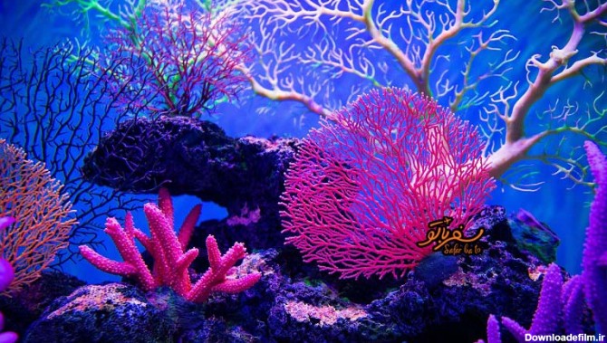 مرجان های دریایی | حقایقی جالب درباره مرجان های دریای - سفر با تو