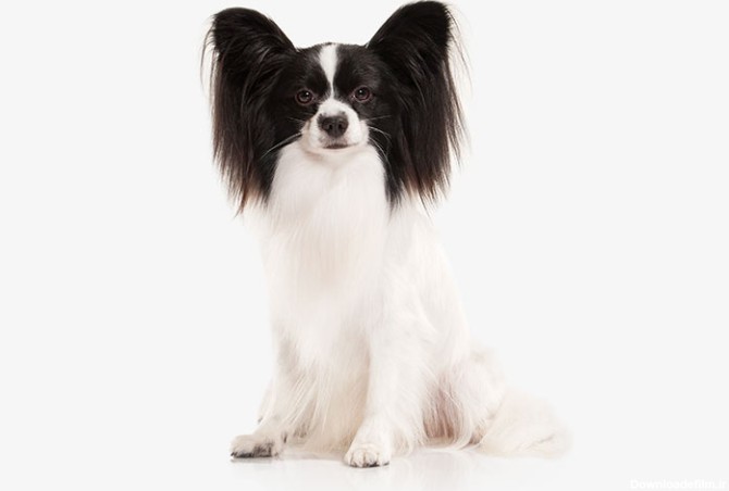 مشخصات کامل، قیمت و خرید نژاد سگ پاپیلون (Papillon) | پت راید
