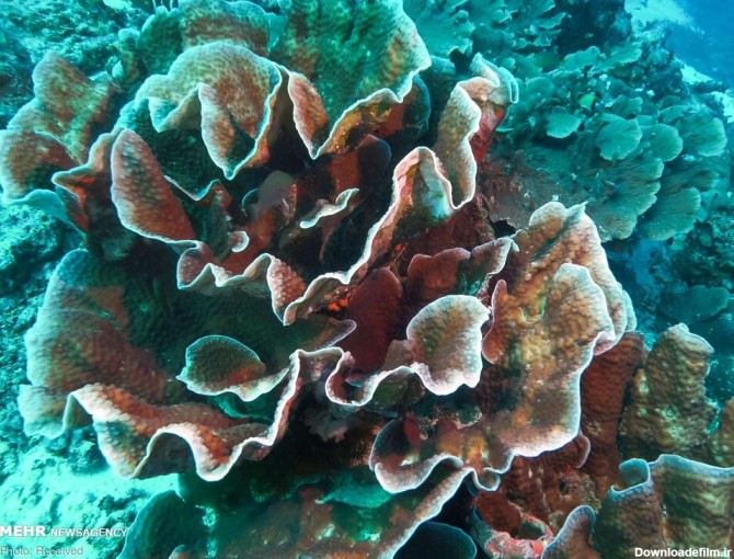 عکس های زیبا از مرجان دریایی