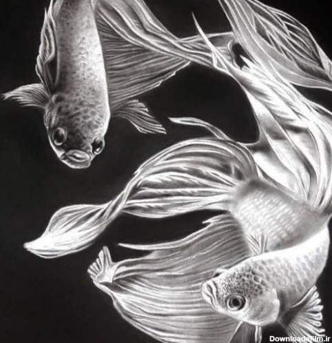 نقاشی سیاه قلم ماهی