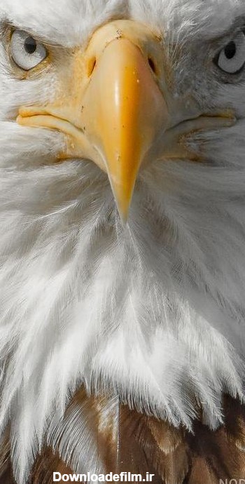 عکس عقاب کله سفید - عکس نودی