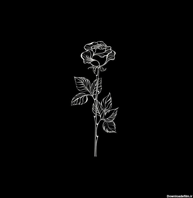 عکس سیاه گل رز - دانلود رایگان - پارس پی ان جی PARSPNG