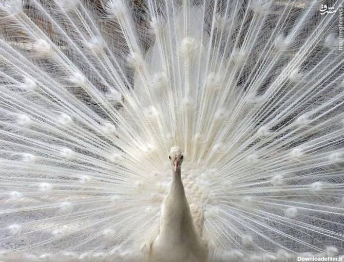 طاووس سفید رنگ+عکس