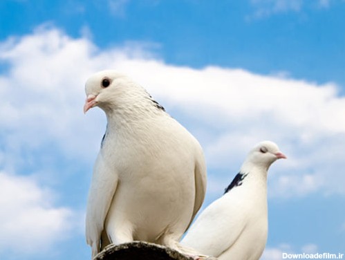 عکس با کیفیت از دو کبوتر سفید با خال مشکی