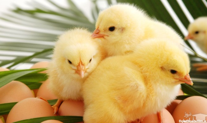 روش های تشخیص خروس یا مرغ بودن جوجه