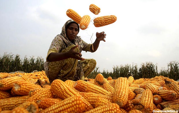 آخرین خبر | عکس/ زن کشاورز در مزرعه ذرت در حومه لاهور