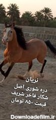 فروش تعدادی اسب اصیل ایرانی و عرب - دام زنده