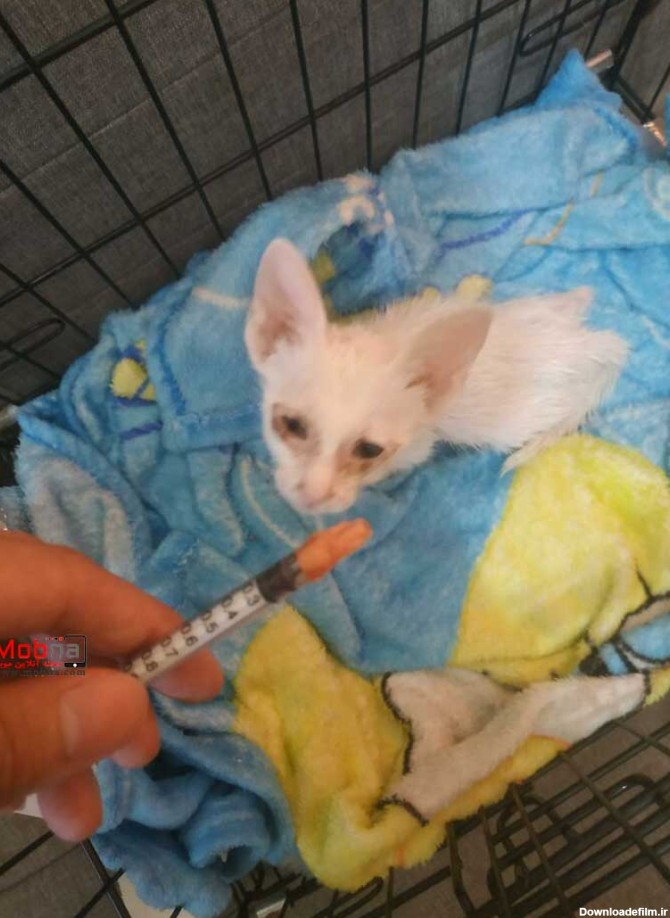 زندگی بچه گربه رها شده؛ از مرگ تا بهبودی! (عکس)