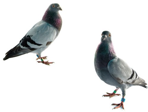 عکس با کیفیت از دو کبوتر چند رنگ پلاکدار