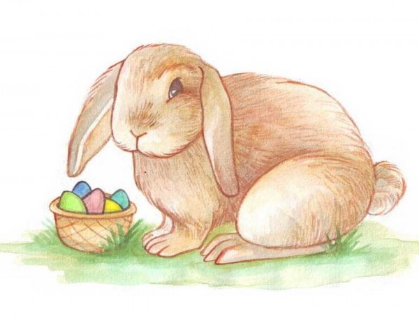 چگونه نقاشی خرگوش بکشیم ؟ آموزش گام به گام با عکس + ویدیو – گال
