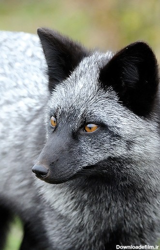 الف - تصاویر/ روباه سیاه در آستانه انقراض