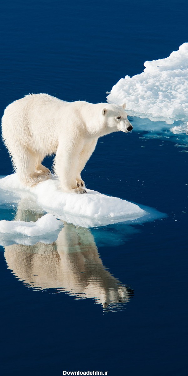 قاب مدیا | عکس زمینه موبایل ایسوس خرس , خرس قطبی , زمستان , برف ...