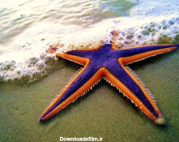 عکس ستاره دریایی بنفش زیبا starfish amazing on beach