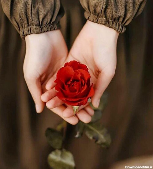 عکس پروفایل گل در دست دختر