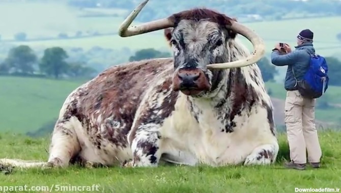 15 نژاد گاو واقعا عجیب
