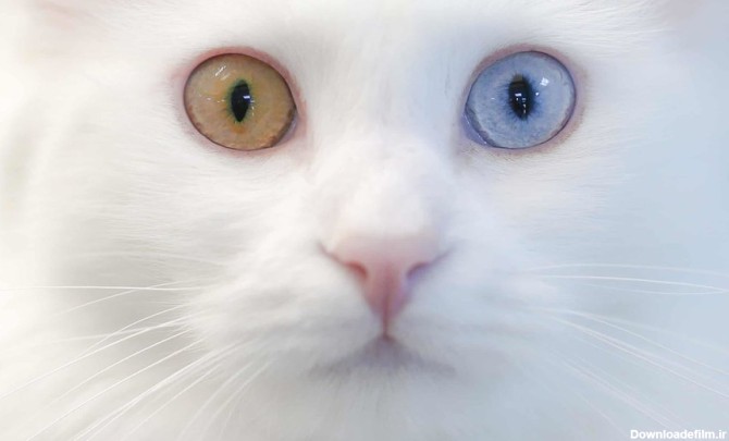 عکس روز: گربه با چشم‌های دو رنگ - همشهری آنلاین