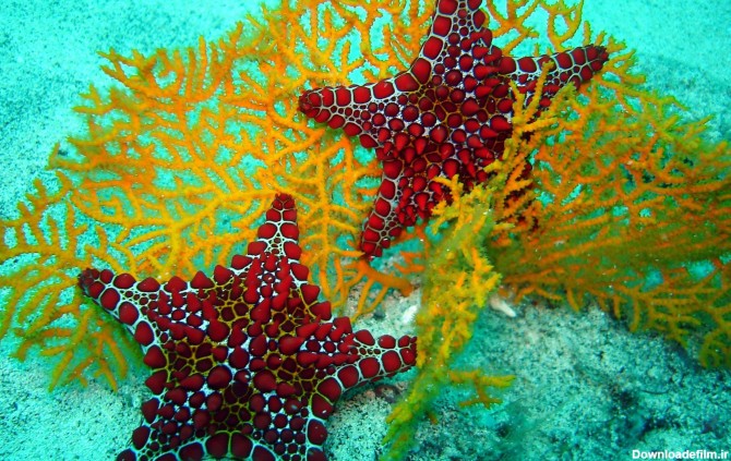 مرجان ها و شقایق دریایی