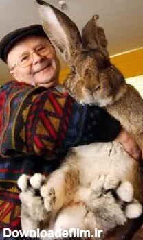 غول پیکر ترین خرگوش دنیا - جهان نيوز