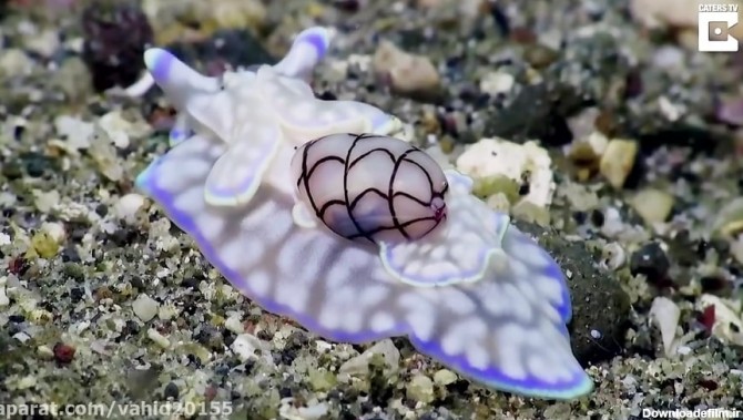 حلزون دریایی زیبا