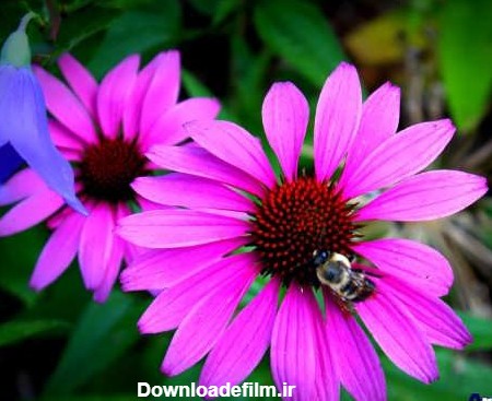 عکس گل های قشنگ و بسیار زیبا در طبیعت سراسر دنیا