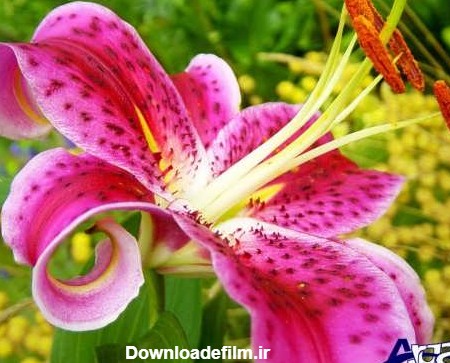 گل سوسن جذاب در رنگ های مختلف + عکس