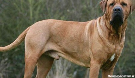 ترسناک ترین نژادهای سگ در جهان را بشناسید