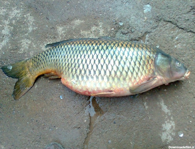 عکس ماهی کپور معمولی
