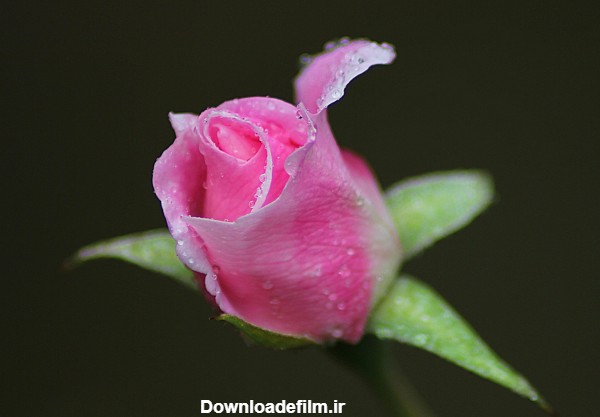 غنچه شاخه گل رز صورتی rose bud pink flower
