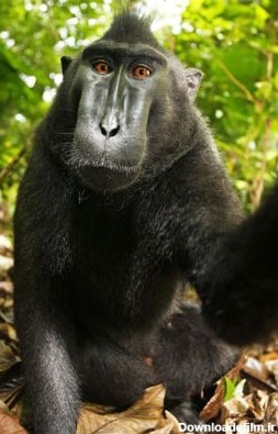 جنجال کپی‌رایت بر سر سلفی یک میمون سیاه خندان - سایت عکاسی
