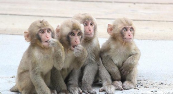 عکس چند میمون - عکس نودی