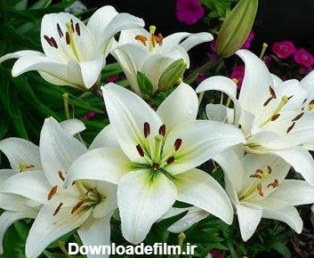 معرفی گل سوسن یا گل لیلیوم | نگهداری و خواص گل سوسن | گندم vip
