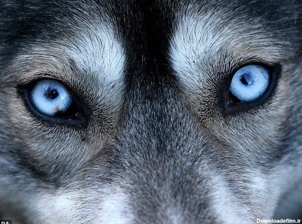 چرا سگ‌های هاسکی سیبری چشم آبی هستند؟ - خبرآنلاین