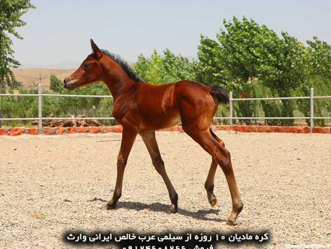اسب عرب :: فروشگاه اسب و لوازم سوارکاری