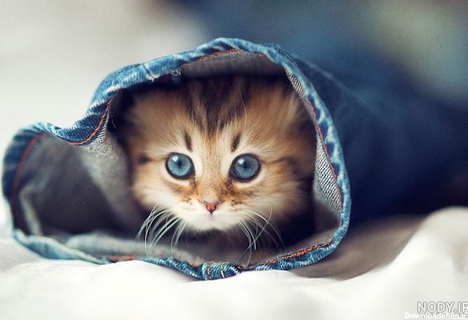 عکس های بامزه ترین گربه جهان - عکس نودی