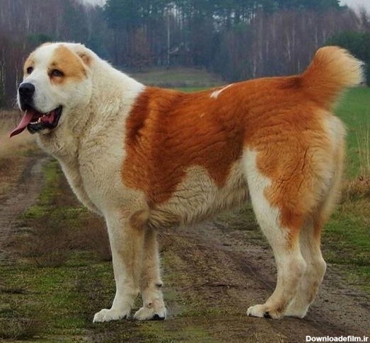 تصاویر مرتبط با فروش سگ آلابای نر ترکمن