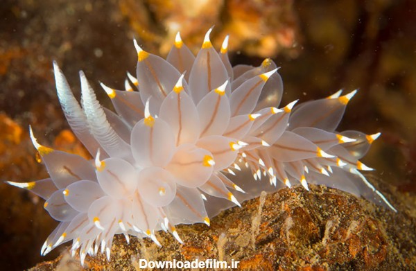 تصاویری از حلزون های دریایی در اعماق اقیانوس ها