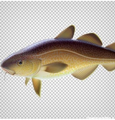 ماهی کپور بدون پس زمینه و دوربری شده با فرمت png