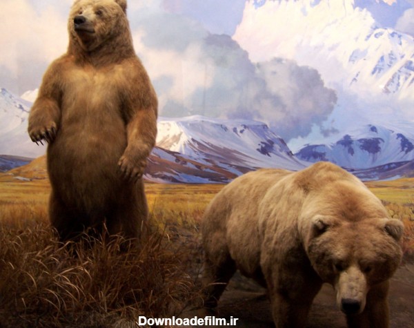 کشف خرس ۳۹ هزار ساله! + عکس