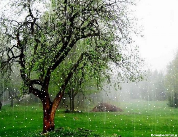عکس بارانی طبیعت