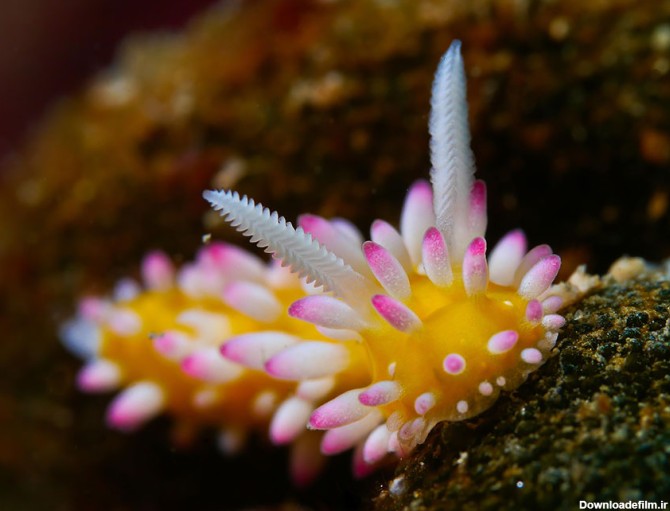تصاویری زیبا از حلزون های دریایی در اعماق اقیانوس ها