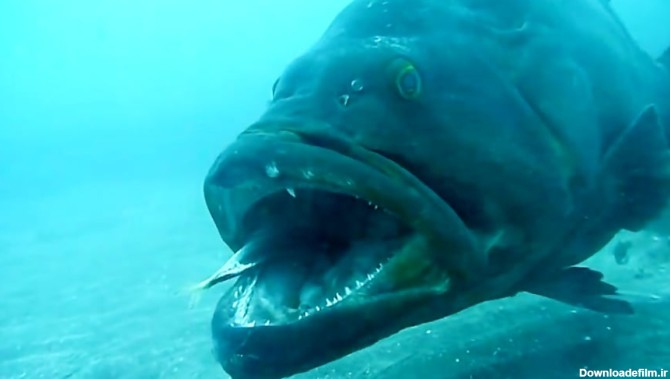 عجیب ترین ماهی ها در اعماق دریا