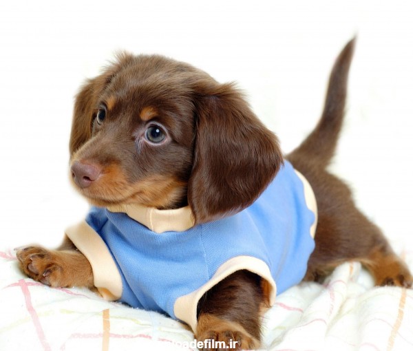 عکس توله سگ پاکوتاه بامزه dachshund puppy wearing sweater