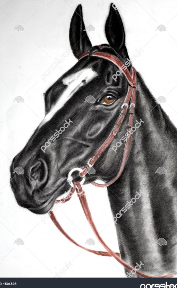 اسب نقاشی اسب زیبا از نیمرخ 1504506